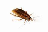 Pictures of German Cockroach Facts