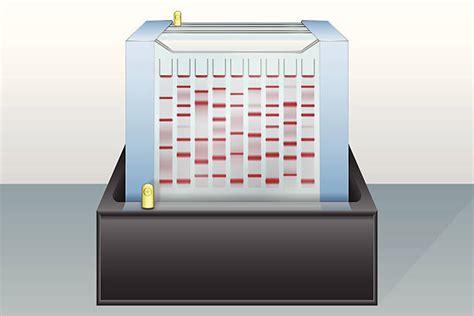 Gel Electrophoresis Illustrations Royalty Free Vector Graphics And Clip