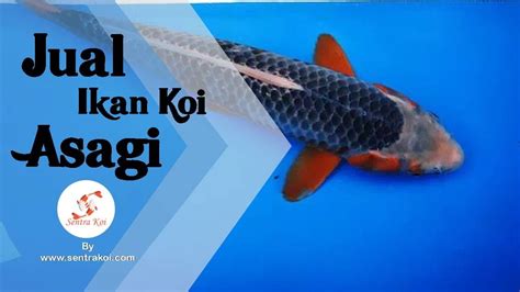 Secara ikan koi juga biasanya dijual bareng ikan mas koki dan ini admin temui sendiri ketika membeli ikan mas koki di pasar ikan hias. Jual Ikan Koi Asagi - YouTube