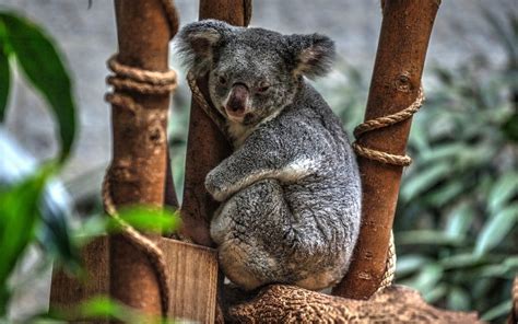 Koala Wallpapers Images Photos Pictures Backgrounds