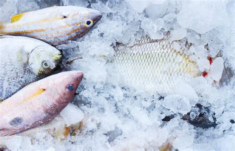 Fresh Fish On Ice Stock Image Image Of Freshness Display 33704565