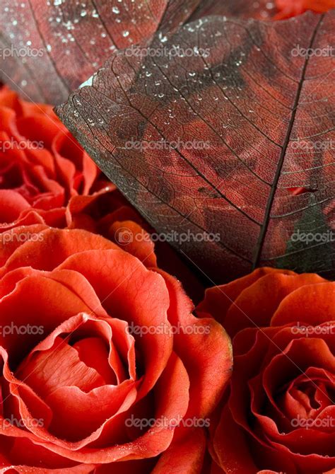 Red Roses Stock Photo By ©janpietruszka 30765691