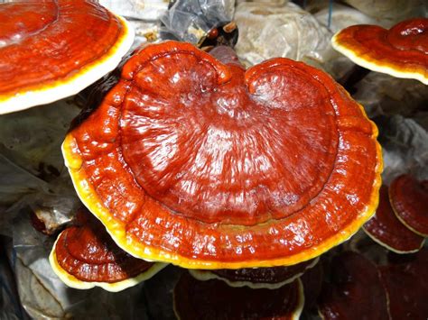 A Mushroom Called Ganoderma The Balancer Of The Earth