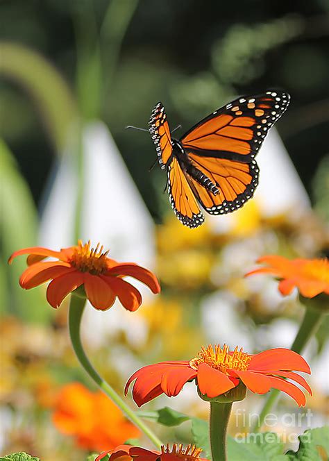 monarch butterflies flying