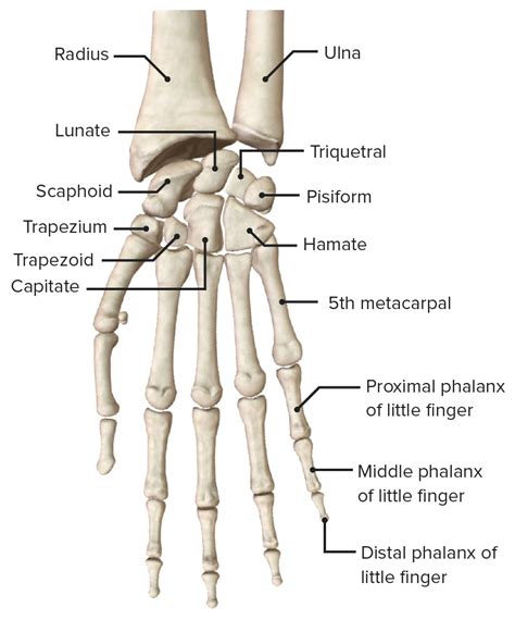 Infographic Diagram Of Human Hand Bone Anatomy System Anterior View 3d