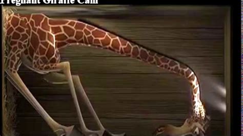 April The Giraffe Gives Birth Youtube