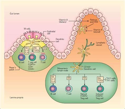 Mucosal Immunity And Immunopathology Immunopaedia