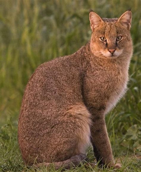 This Is A Jungle Cat Common In Asia And India They Resemble A Lynx