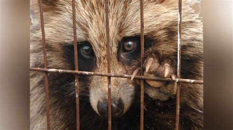 Dangerous Raccoon Dogs Terrorizing English Village After Escaping From