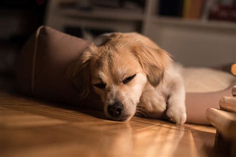 Cómo Hacer Que Tu Cachorro Duerma Toda La Noche Privada Home