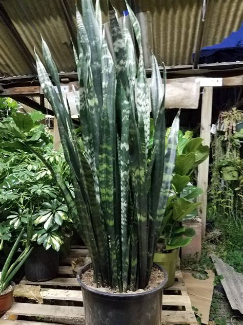 Sansevieria Black Coral Plant In 14 Inch Pot About 36 Inches Tall