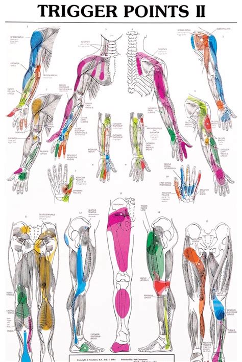 Pin By Pinner On Ongoing Trigger Points Massage Therapy Physical