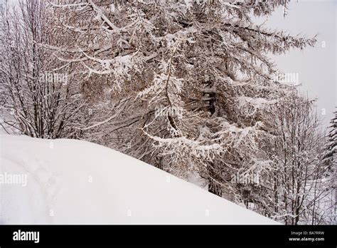Snow Covered Trees In An Alpine Forest Stock Photo Alamy