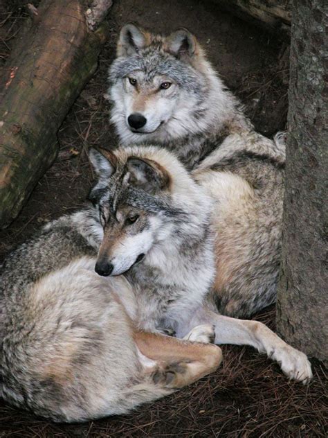 447 Best Images About Beautiful Wolves On Pinterest