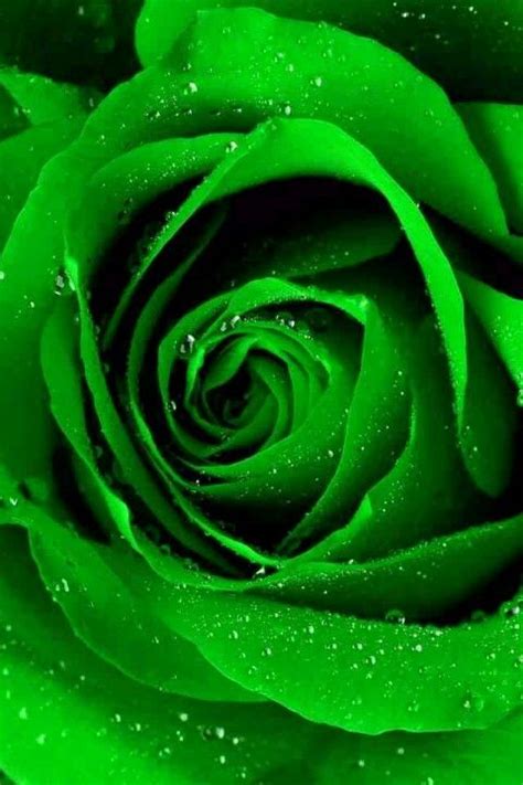 Sparklygreen Rose Green Rose Dark Green Aesthetic Green Aesthetic