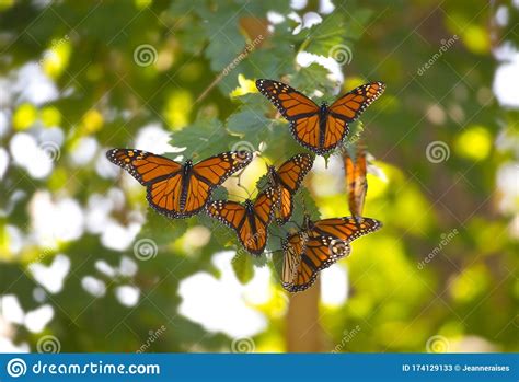 Cluster Of Butterflies Stock Photography 22667918