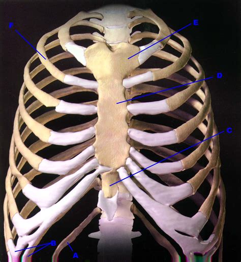 Anterior View Of Thorax