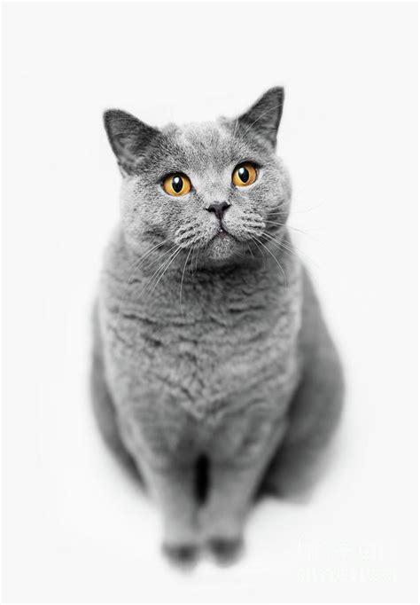 Fluffy Grey Cat Sitting On White Background Photograph By Michal