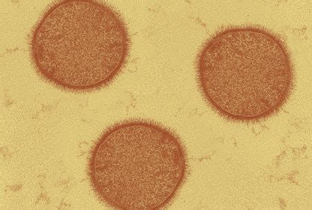 Japan association of athletics federations (governing body). Glycans and Cells | GlyTech, Inc.