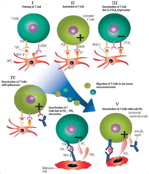 T cell activation and the mechanism of actions of both PD1 and CTLA4 ...