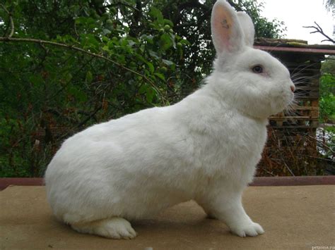 Читайте про белый кролик с голубыми глазами что за порода