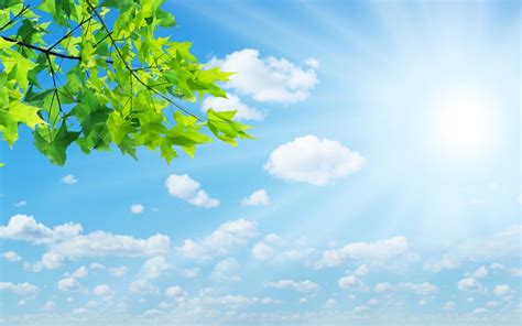 Blue Sky And Green Leaves Wallpapers 1440x900 275785