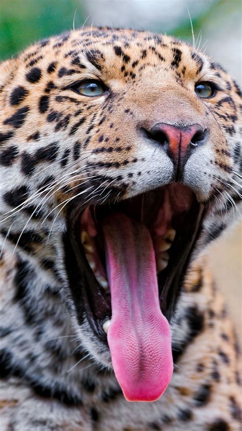 Download Wallpaper 1080x1920 Jaguar Mouth Tongue Teeth Big Cat