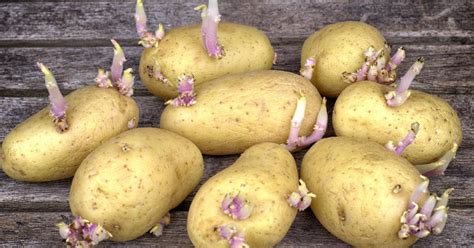 Peut On Manger Une Pomme De Terre Germée - Pommes de terre germées : Pouvez-vous les manger