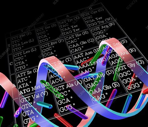 Genetic Code Stock Image G1100745 Science Photo Library