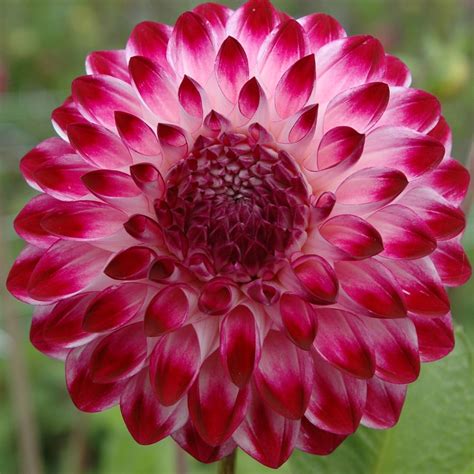 Dahlia Caproz Pizzazz Rose Cottage Plants