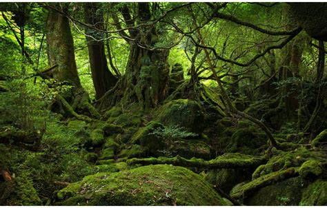 Picture Of The Day The Moss Covered Forest Of Yakushima Twistedsifter