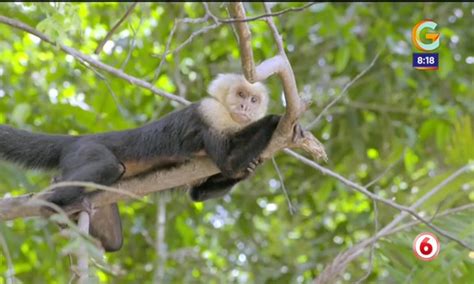 Confirman Que Monos Tití Están En Peligro De Extinción Repretel