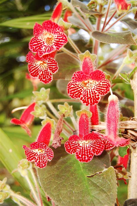 Bilingual in english and spanish. pic I took in Costa Rica, beautiful flowers | Fotografia ...