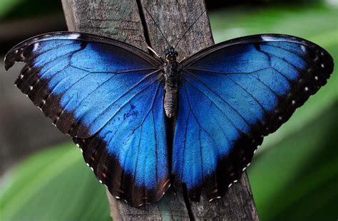 Top 10 Amazing And Unusual Butterflies