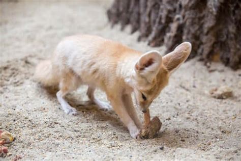 The Fennec Fox Native To The Sahara Desert My Animals