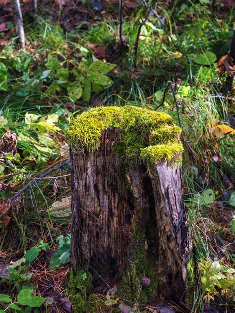 Old Stump In The Forest Covered With Moss With Large Roots Stock Photo