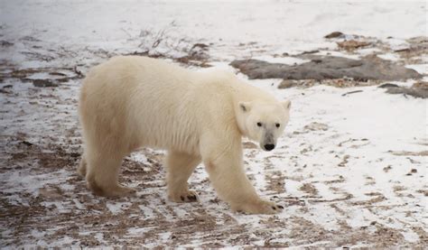 Petition · Stephen Harper Prime Minister Of Canada End The Killing Of