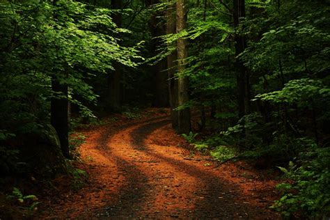 Camino En El Bosque Denso Bosque Interesante Fondos De Pantalla