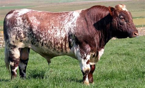 Different Breeds Of Dairy Cows Domestic Beef Cattle Breeds Part 5