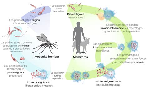 The Different Types Of Mosquitoes Are Shown In This Diagram