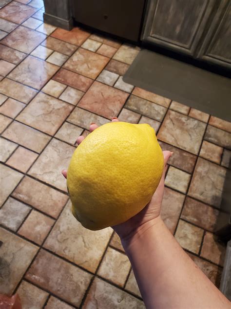 This really big lemon from my backyard : mildlyinteresting