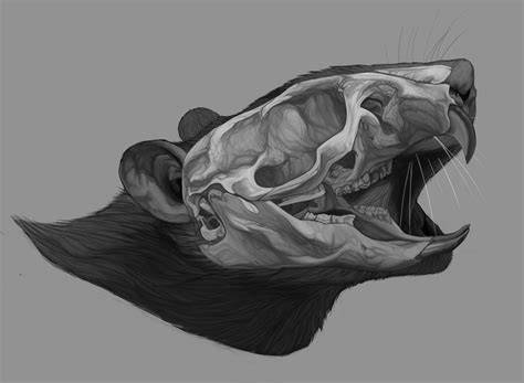 Anatomic Study Rats Skull On Behance