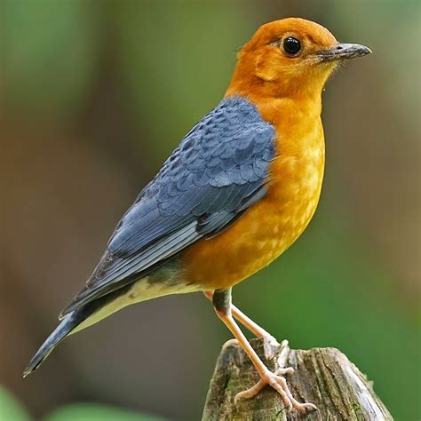 Birds Of The World Orange Headed Thrush