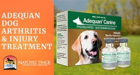 Adequan Dog Arthritis Treatment Alternative Vets In Nashville Tn