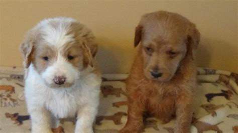 Ike has such a great temperament and loves everyone. Labradoodle Puppies | Female, Male Labradoodle Puppy For ...