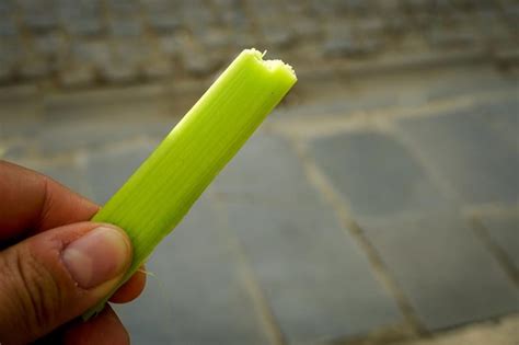 Can You Eat Green Rhubarb
