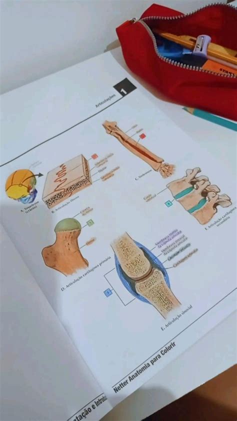 Netter Anatomia Humana Para Colorir Articulações Anatomia