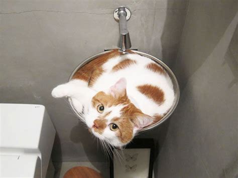 40 pics of cats in places they shouldn t be but they are because they can shared by this