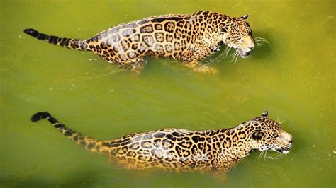 1920x1080 1920x1080 Swimming Water Predator Jaguar