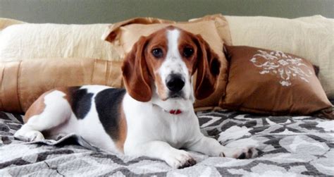 Well, the beagle is one of the few popular dogs that will adapt much faster to. Bagle Hound (Basset Hound Beagle Mix) Info, Facts, Temperament, Training, Puppies, Pictures